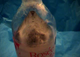 Vido version MPG 01-2me exprience Bulles dans la glace bouteille Rose de la reine