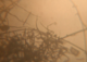 Vido 617 version MPG bactrie vue au microscope